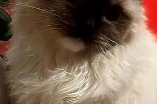 Kotek rasy Ragdoll, Podkarpackie, Rzeszów