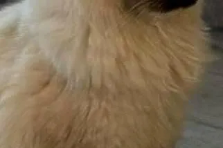 Kotek rasy Ragdoll, Podkarpackie, Rzeszów