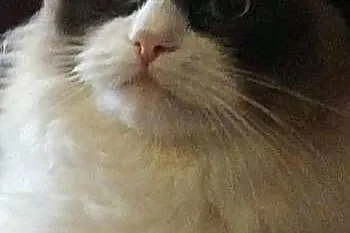 Kotek rasy Ragdoll, Podkarpackie, Rzeszów