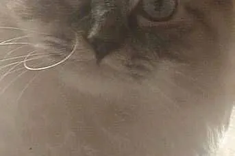 Kotek rasy Ragdoll, Podkarpackie, Rzeszów