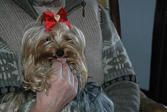 Yorki - szczenięta