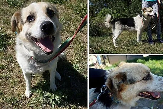 Uroczy Piegusek szuka kochającego domu, Śląskie, Częstochowa