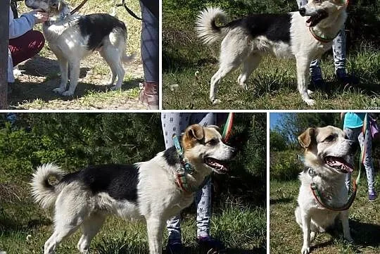 Uroczy Piegusek szuka kochającego domu, Śląskie, Częstochowa