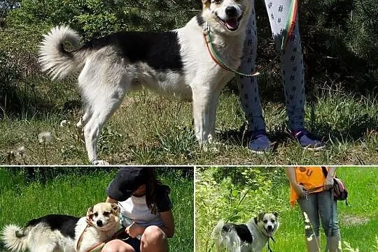 Uroczy Piegusek szuka kochającego domu, Śląskie, Częstochowa