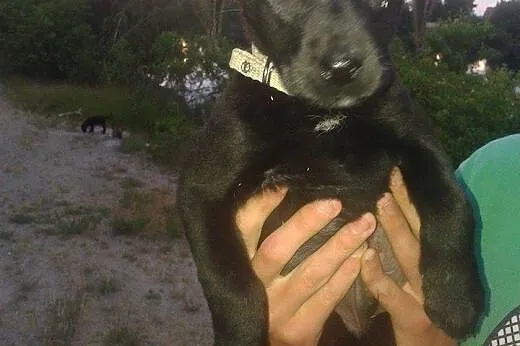 Maluchy do pilnej adopcji !,  dolnośląskie Jawor