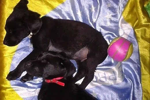 Maluchy do pilnej adopcji !,  dolnośląskie Jawor