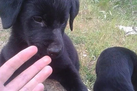 Maluchy do pilnej adopcji !,  dolnośląskie Jawor