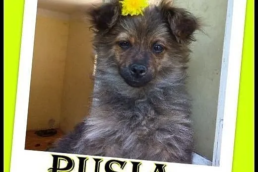Szczeniak ,suczka Pusia  szuka domu .ADOPCJA !,  małopolskie Kraków
