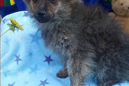 Szczeniak ,suczka Pusia  szuka domu .ADOPCJA !,  m