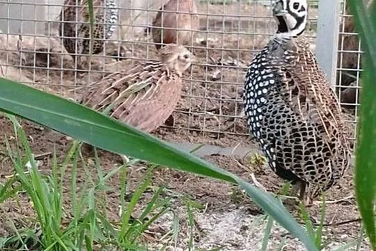 Przepióry perliste Montezuma