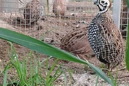 Przepióry perliste Montezuma, Wielkopolskie, Dubin