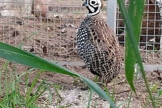 Przepióry perliste Montezuma, Wielkopolskie, Dubin