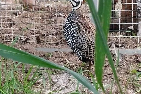 Przepióry perliste Montezuma, Wielkopolskie, Dubin