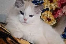 Kocurek ragdoll rodowodowy