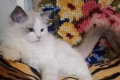 Kocurek ragdoll rodowodowy, Śląskie, Bielsko-Biała