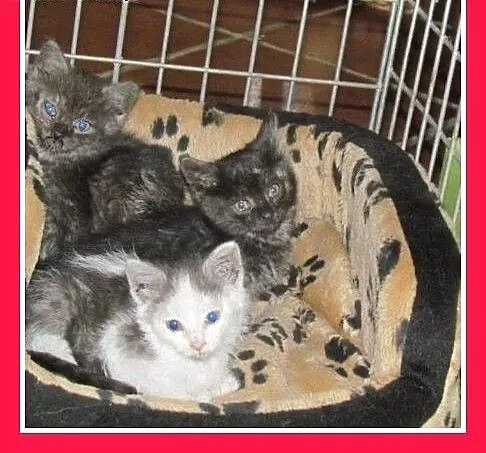 6 tyg.kociaki,dymne,biało-dymny,dłuższy łos.ADOPCJ