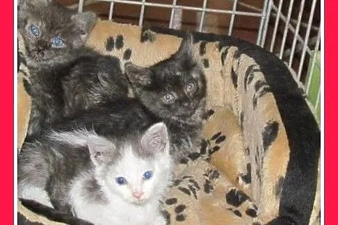 6 tyg.kociaki,dymne,biało-dymny,dłuższy łos.ADOPCJ