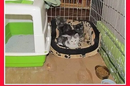 6 tyg.kociaki,dymne,biało-dymny,dłuższy łos.ADOPCJ
