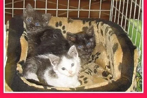 6 tyg.kociaki,dymne,biało-dymny,dłuższy łos.ADOPCJ