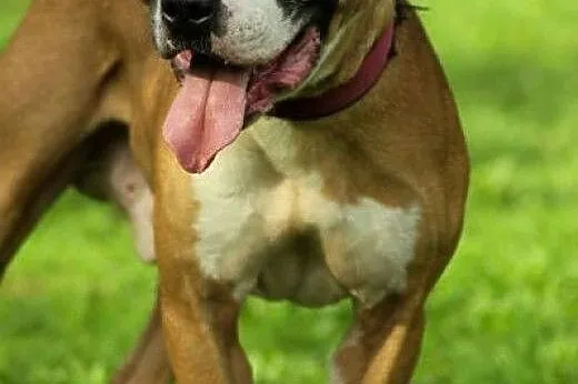 Amstaff Milo czy ma szanse na adopcje?,  Amstaff c