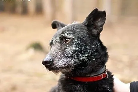 Te oczy mówią wszystko...Henry tak długo czeka :( , Kundelki cała Polska