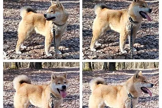 Roczny, czerwony samczyk Shiba Inu