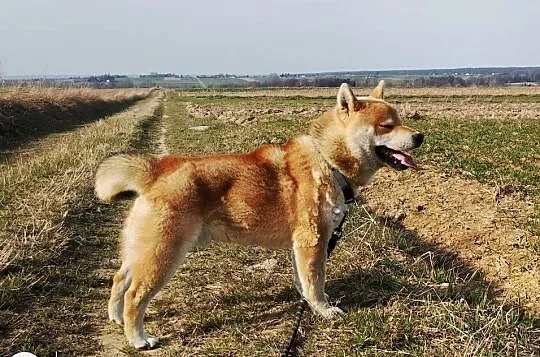 Roczny, czerwony samczyk Shiba Inu, Lubelskie, Bychawka Trzecia