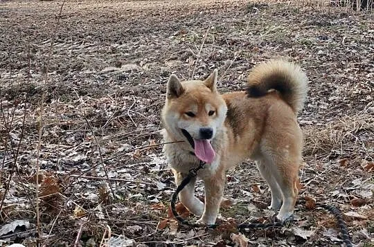 Roczny, czerwony samczyk Shiba Inu, Lubelskie, Bychawka Trzecia