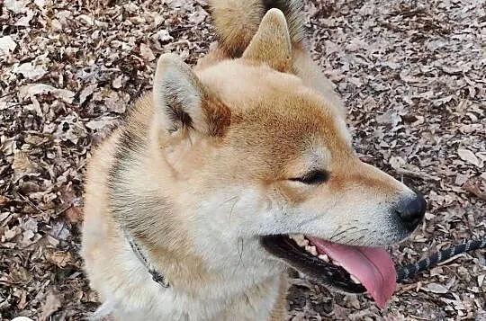 Roczny, czerwony samczyk Shiba Inu, Lubelskie, Bychawka Trzecia