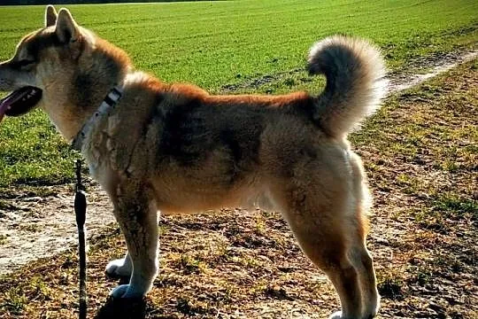 Roczny, czerwony samczyk Shiba Inu, Lubelskie, Bychawka Trzecia