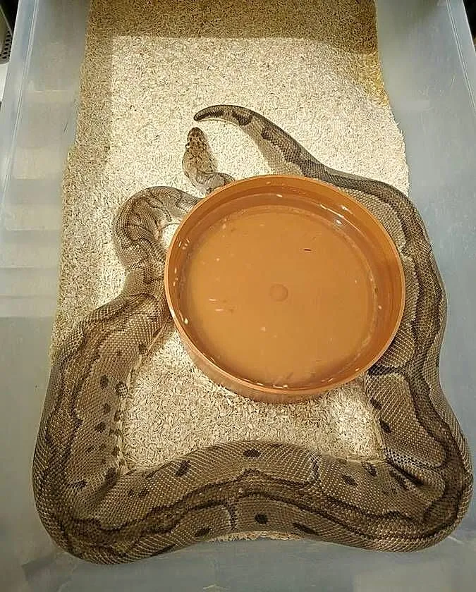 Wąż pyton królewski, python regius samica dorosła, Dolnośląskie, Wrocław