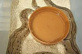 Wąż pyton królewski, python regius samica dorosła