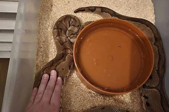 Wąż pyton królewski, python regius samica dorosła, Dolnośląskie, Wrocław