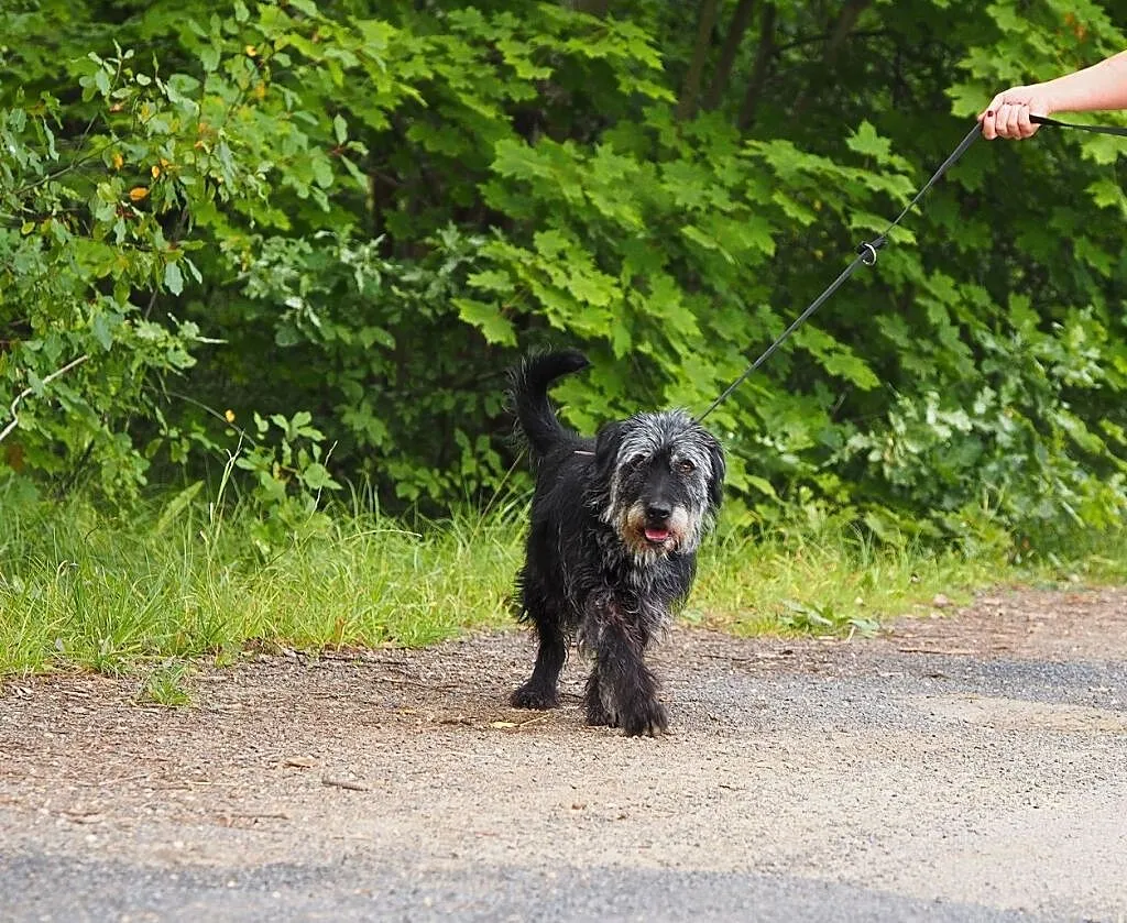 Bambo-piękny, 11-letni pies do adopcji!, , Kłomnice