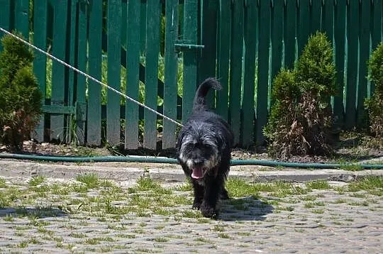 Bambo-piękny, 11-letni pies do adopcji!, Kłomnice