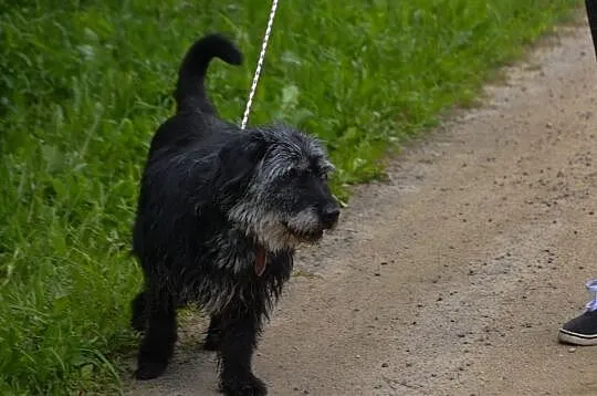 Bambo-piękny, 11-letni pies do adopcji!, Kłomnice