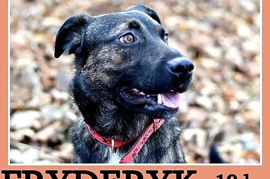 Z domu tymcz_18 kg, 2 lata,przyjacielski,pogodny p