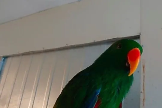 Papuga Lora samiec, Częstochowa