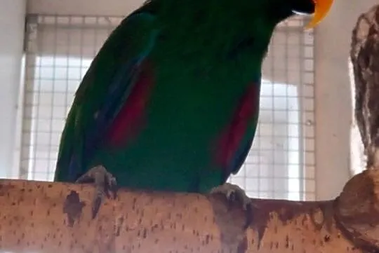 Papuga Lora samiec, Częstochowa
