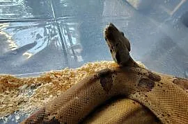 Boa Imperator Samica