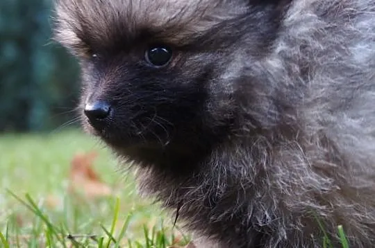 Pomeranian szpic maly