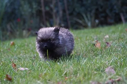 Pomeranian szpic maly