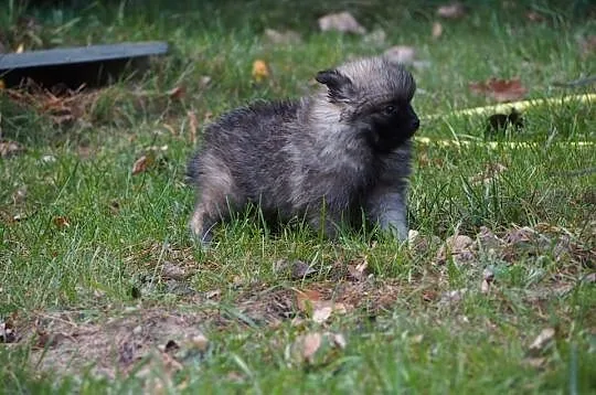 Pomeranian szpic maly