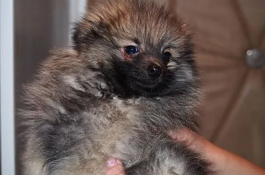 Pomeranian szpic maly