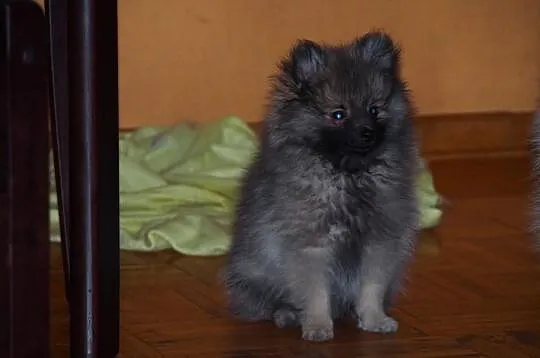 Pomeranian szpic maly