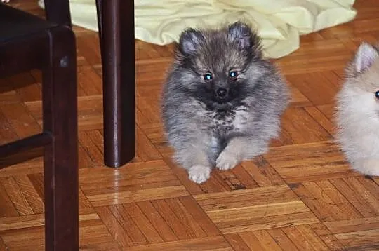 Pomeranian szpic maly