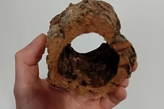 Grota, tuba dębu korkowego - idealna kryjówka do małego terra