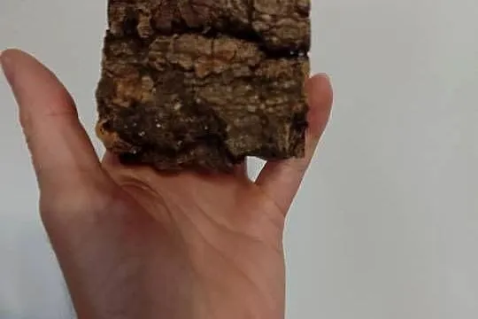 Grota, tuba dębu korkowego - idealna kryjówka do małego terra, Śląskie, Tychy