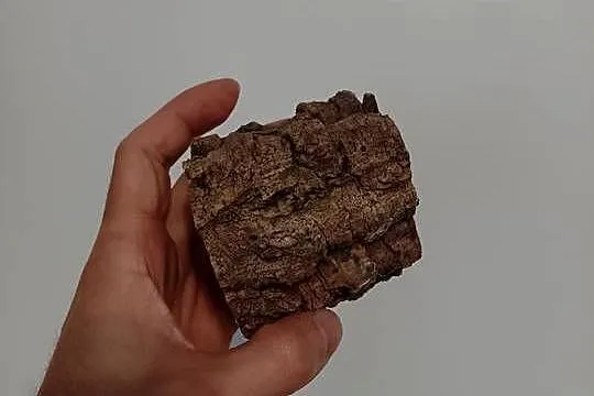 Grota, tuba dębu korkowego - idealna kryjówka do małego terra, Śląskie, Tychy