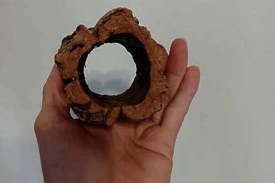 Grota, tuba dębu korkowego - idealna kryjówka do małego terra, Śląskie, Tychy